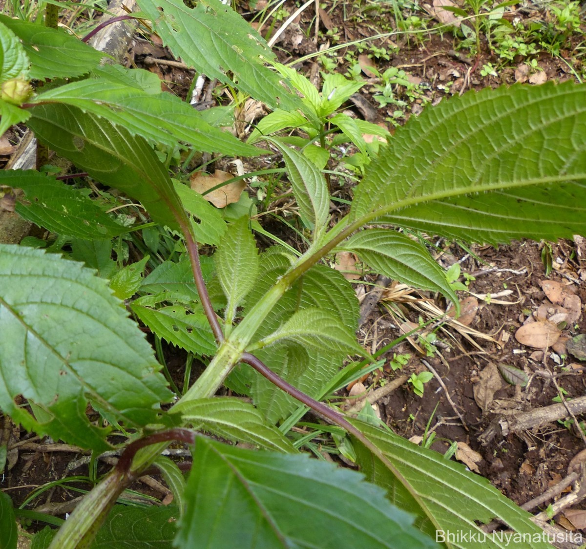 Coleus inflatus Benth.